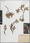 Foto von Salix glauca L. x Salix repens L.